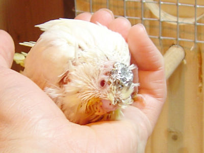 MJ - Die Metallkappe